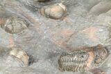 Cluster Of Colorful Austerops Trilobites - Jorf Morocco #362873-7